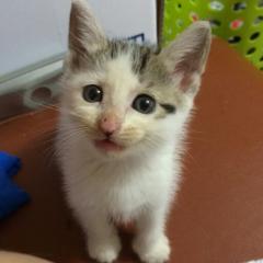 ほっしーのトーク