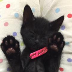 猫ちゃん大好き倶楽部