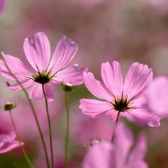 なばなの里、コスモス、ダリアまつり