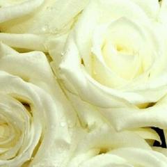 🌹薔薇の部屋🌹　なんでもトーク