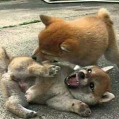 ワンちゃん大好き♪