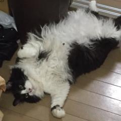 シュン坊