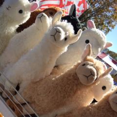 ゆーか（ほんわかほんあか）