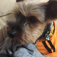 あるふぁたんのトーク