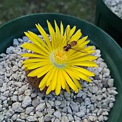 モスキートのトーク