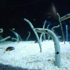 ゆうと♪のトーク