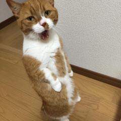 美臣