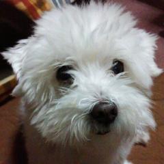 マルチ-ズのトーク