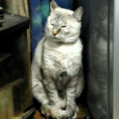 幸×幸のﾄｰｸ部屋