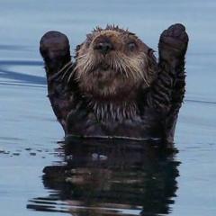 iPhone？android？投票！