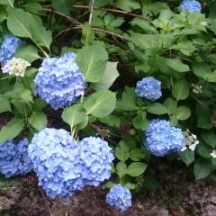 アーバレストのトーク