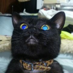 黒猫のぎちょー