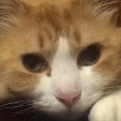 しもにゃん