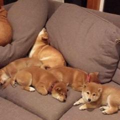 キョン