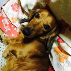 すーさん