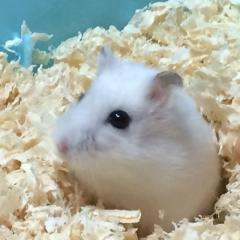 ハムスター飼ってますか