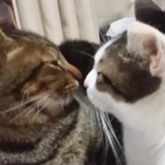 うんぬぱぱ