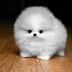 勇@冨吉革命/さしみ/超絶なぎ担