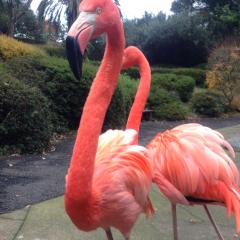 井川鉄男のトーク