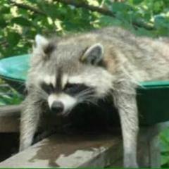くま