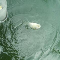 釣りトーク部屋です｡雑談もＯＫです！