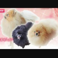 のんちゃんのトーク