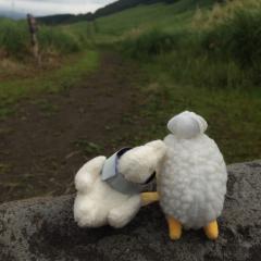 タディ