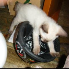 黒ﾏｽｸ海賊団のトーク