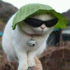 吾が輩はマトリックス・キャットである