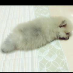 ライアン小川ファンクラブ(非公式)