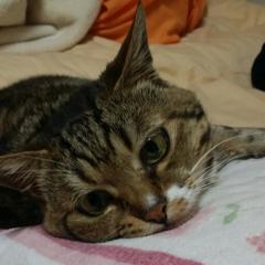 富士見の亀のトーク