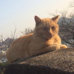 吾輩は暇である。から、モンストをする✌️😁