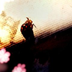 誰でも歓迎♪ 毎日暇してます。