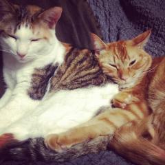 りおなのトーク