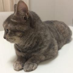 ライナのトーク