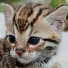 ゆうきゃん