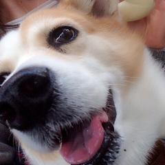 💚💖💚パッチの٩(◦`꒳´◦)۶コメ返北野〜!💚💖💚
