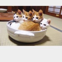 ユヅターのトーク