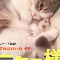 ニャー様ファンクラブ