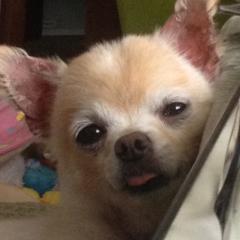 アイドル好きな人達集まれー