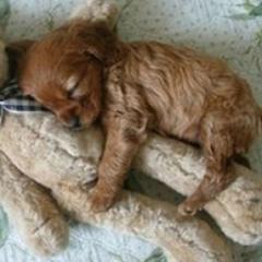 友達１００人できるかな♪