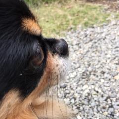 なおお