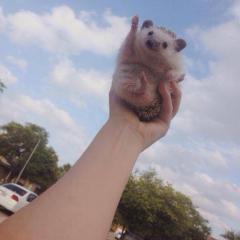 もぐさのトーク