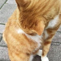 ( •ω•ฅ).｡.:*
