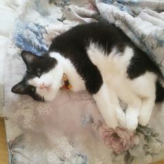 蕎麦狸のあやかしトーク