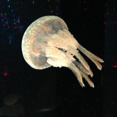 はるみのトーク