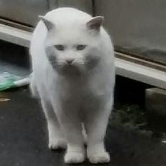メル