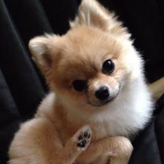 ふり