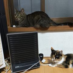 😻俺の猫部屋😻