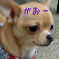 🔴きなこ(いぬ坂11)